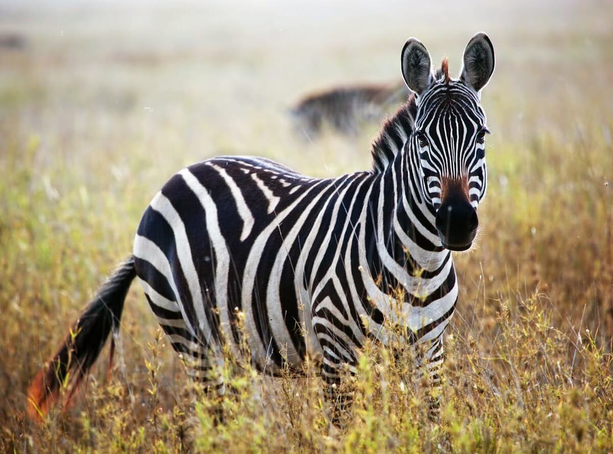 Zebra on African