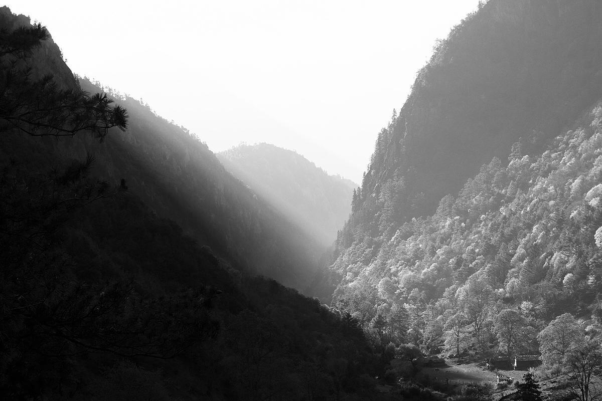 grayscale photography of mountain covered with trees
