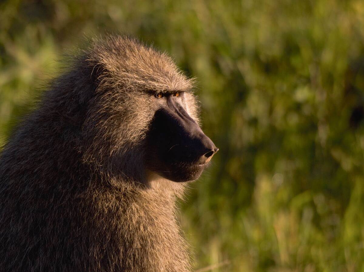 Baboon in the wild
